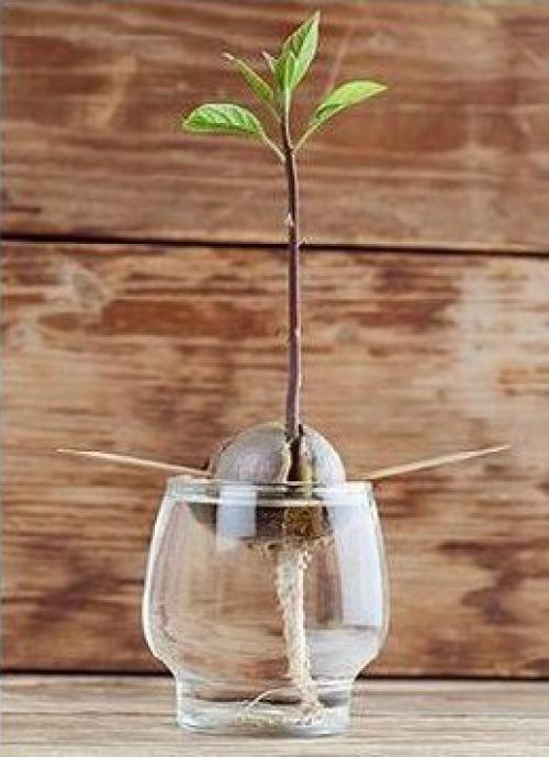 Как вырастить авокадо. 05