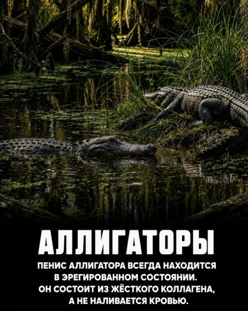 Природа продолжает удивлять даже тех, кто посвятил ей всю жизнь. 05
