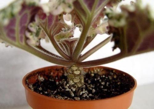 Как омолодить старую фиалку. 01