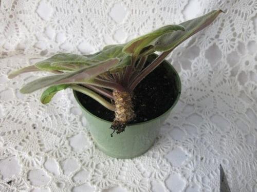 Как омолодить старую фиалку. 02