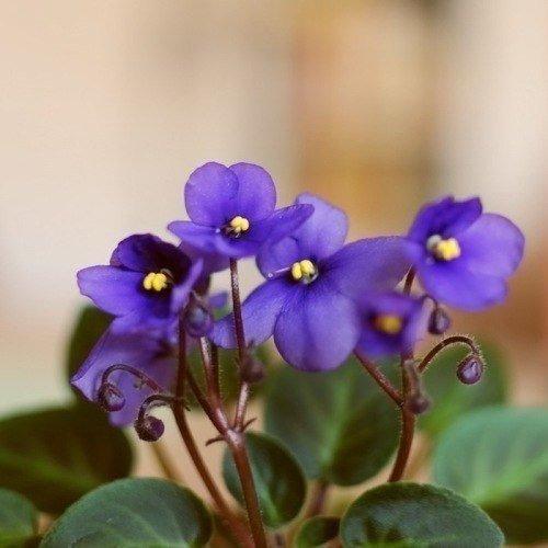 Как омолодить старую фиалку. 07