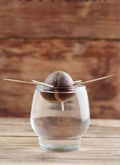 Как вырастить авокадо. 02