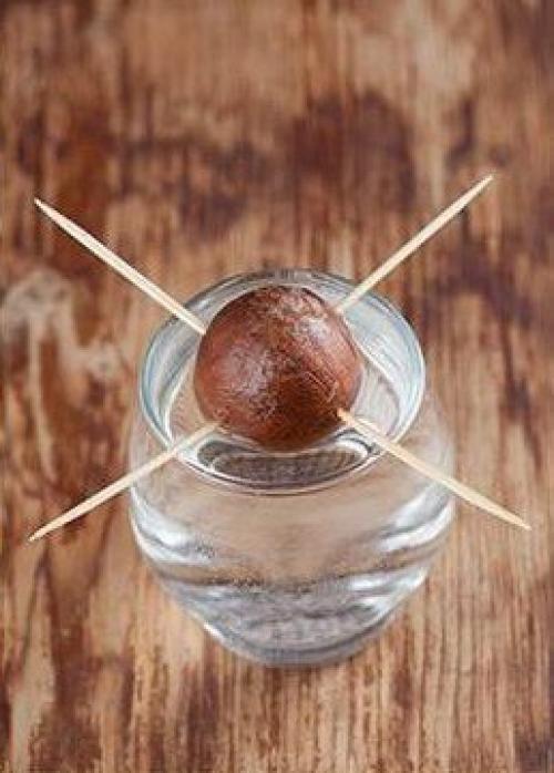 Как вырастить авокадо. 01