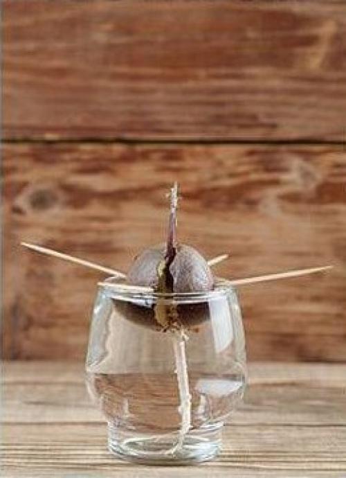 Как вырастить авокадо. 03