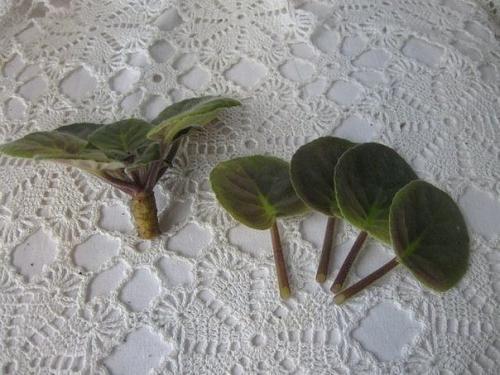 Как омолодить старую фиалку. 04