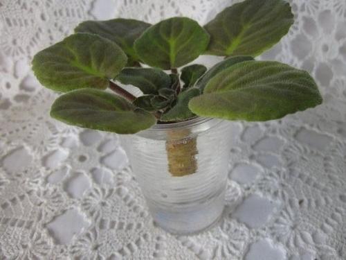 Как омолодить старую фиалку. 05