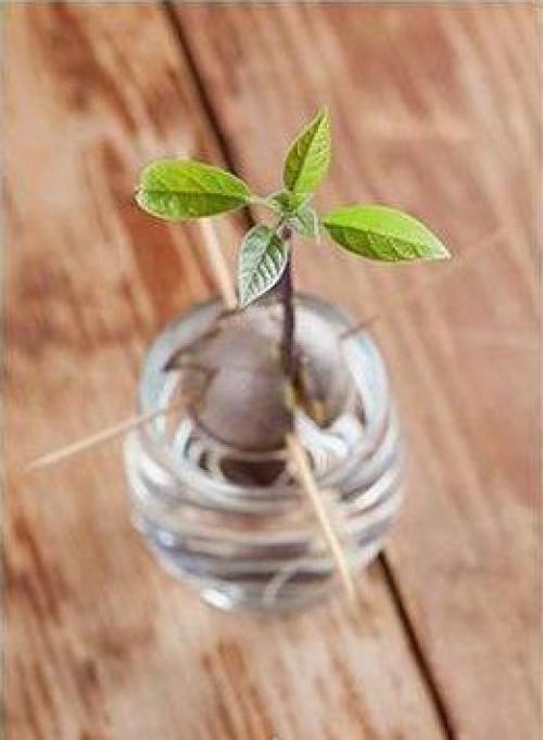 Как вырастить авокадо. 04