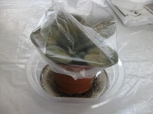 Как омолодить старую фиалку. 03