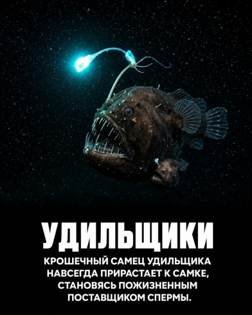 Природа продолжает удивлять даже тех, кто посвятил ей всю жизнь. 07