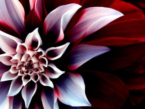 План работ с цветами в августе. 02