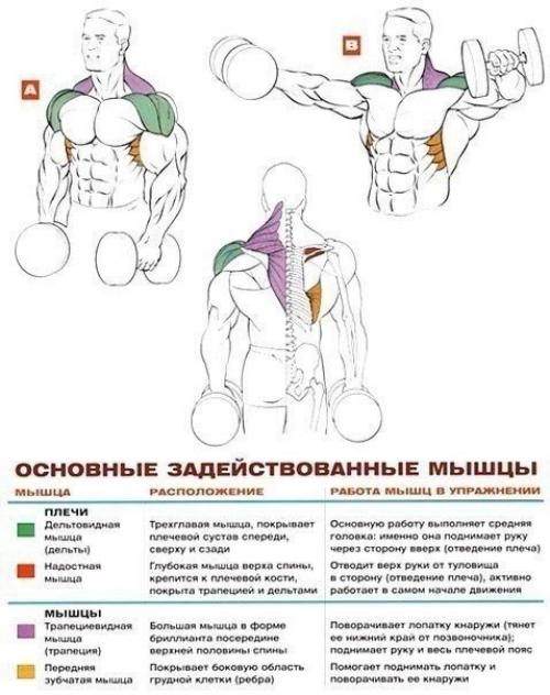 Стратегия развития больших плеч. 05 Стратегия развития больших плеч. 05