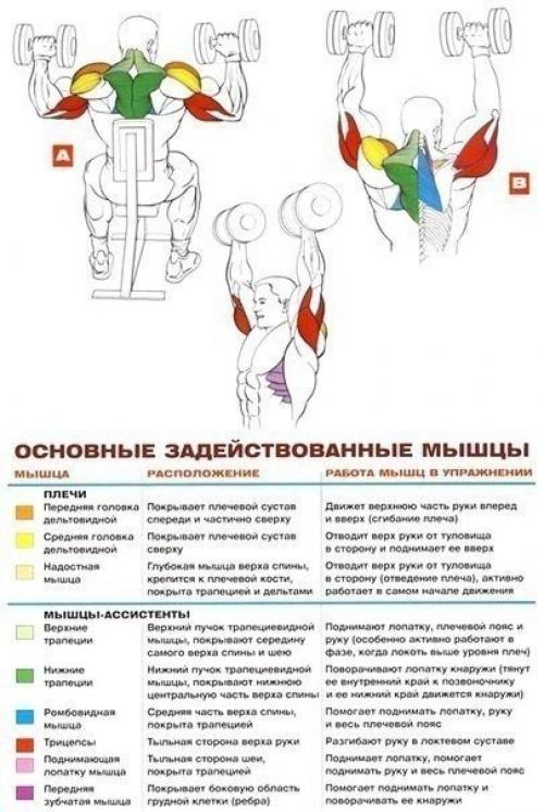 Стратегия развития больших плеч. 06 Стратегия развития больших плеч. 06