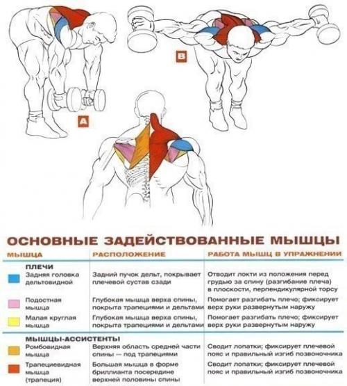 Стратегия развития больших плеч. 01 Стратегия развития больших плеч. 01