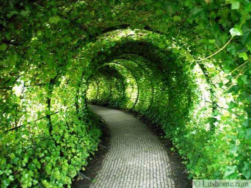 Берсо - зеленая аллея с крытым сводом. 01
