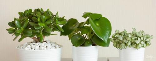 Что любят наши комнатные растения? 01 Что любят наши комнатные растения? 01