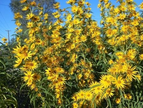 Подсoлнечник декoративный многолетний Максимилиана (Helianthus Maximiliani) Золотая Гирлянда. 01