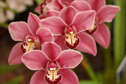 Все, что нужно знать о цветении орхидей. 03