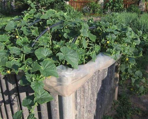 Мы экономим место: мини - клумба для огурцов. 02 Мы экономим место: мини - клумба для огурцов. 02