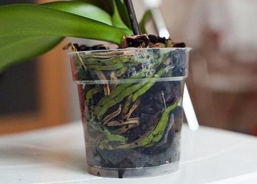 Все, что нужно знать о цветении орхидей. 01