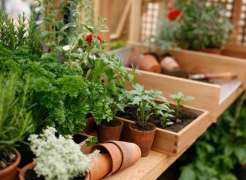 Правила подкормки рассады. 01 Правила подкормки рассады. 01