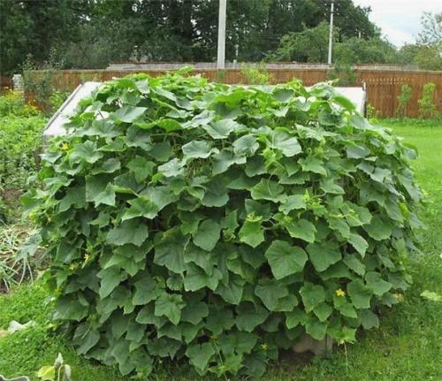 Мы экономим место: мини - клумба для огурцов. 04 Мы экономим место: мини - клумба для огурцов. 04