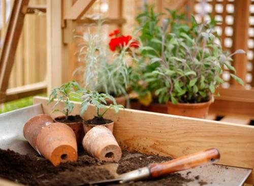 Правила подкормки рассады. 02 Правила подкормки рассады. 02