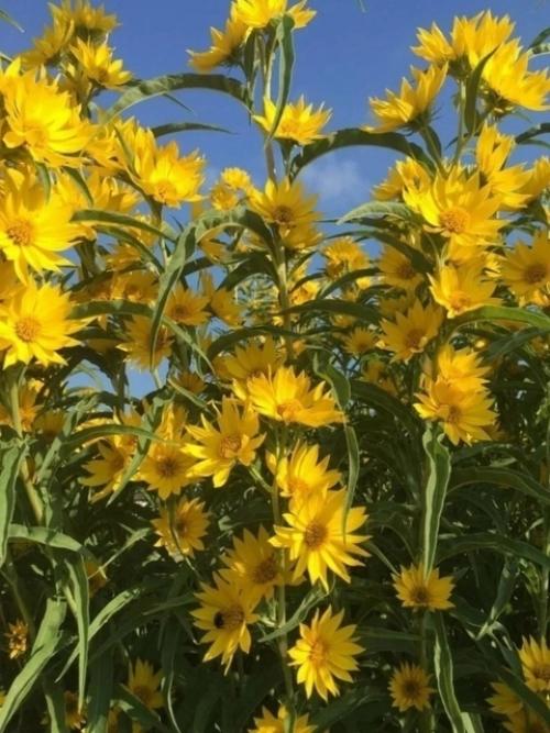 Подсoлнечник декoративный многолетний Максимилиана (Helianthus Maximiliani) Золотая Гирлянда. 02
