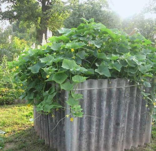 Мы экономим место: мини - клумба для огурцов. 01 Мы экономим место: мини - клумба для огурцов. 01