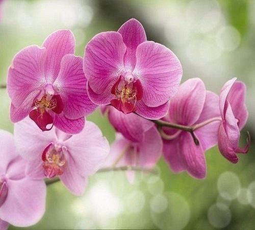 Все, что нужно знать о цветении орхидей. 04