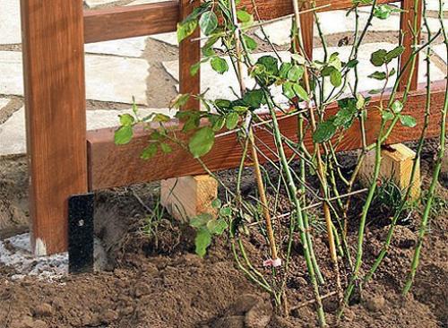 Как пересадить взрослую розу. 02 Как пересадить взрослую розу. 02