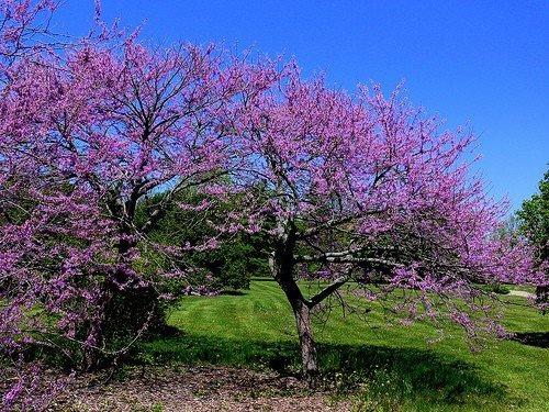 Церцис - листопадные, красивоцветущие деревья или кустарники. 01 Церцис - листопадные, красивоцветущие деревья или кустарники. 01