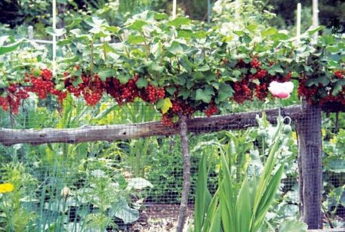 Выращивание смородины в ВИДЕ деревца. 04