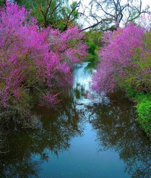 Церцис - листопадные, красивоцветущие деревья или кустарники. 03 Церцис - листопадные, красивоцветущие деревья или кустарники. 03