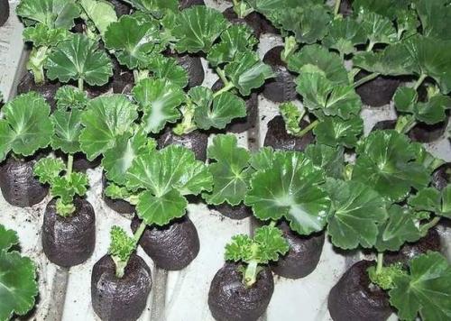 Размножение зелеными черенками. 03