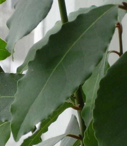 Как вырастить лавровый лист. 03