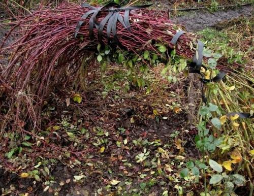 Мы укрываем розы на зиму правильно. 02 Мы укрываем розы на зиму правильно. 02