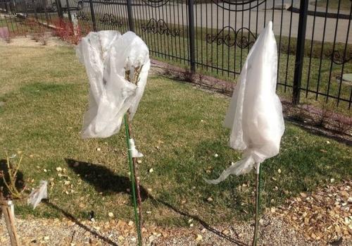 Мы укрываем розы на зиму правильно. 04 Мы укрываем розы на зиму правильно. 04