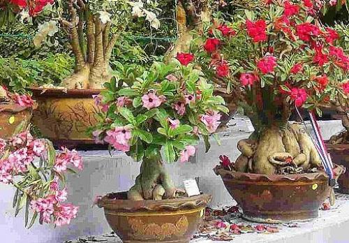 Адениум или чарующая пустынная роза. 01 Адениум или чарующая пустынная роза. 01