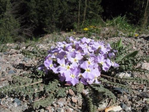 Хориспора бунге. Хориспора бунге (лат. 02 Хориспора бунге. Хориспора бунге (лат. 02