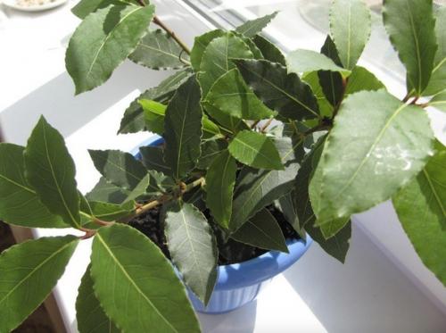 Как вырастить лавровый лист. 02