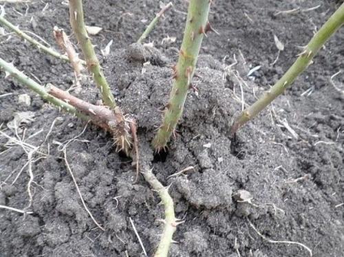 Как пересадить взрослую розу. 03 Как пересадить взрослую розу. 03