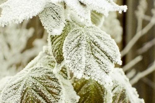 Подготовка малины к зиме. 01