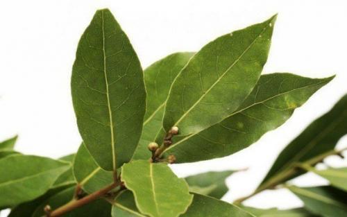 Как вырастить лавровый лист. 04