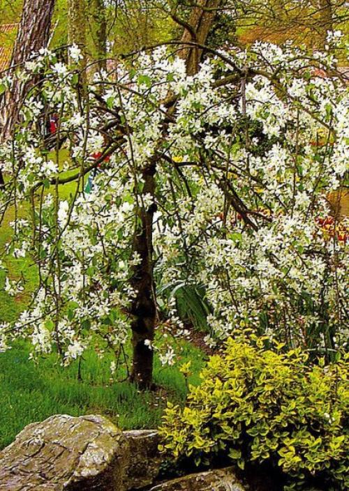 Лиственные растения с плакучей формой кроны. 05 Лиственные растения с плакучей формой кроны. 05