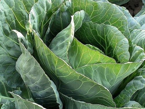 Почему не завязываются кочаны на КАПУСТЕ? 03 Почему не завязываются кочаны на КАПУСТЕ? 03