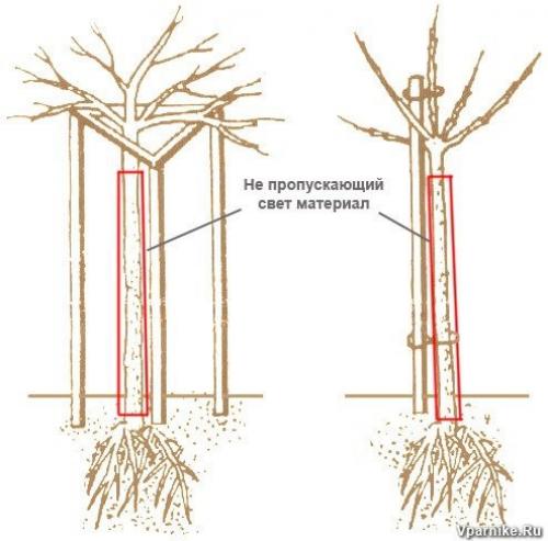 Выращивание смородины в ВИДЕ деревца. 01