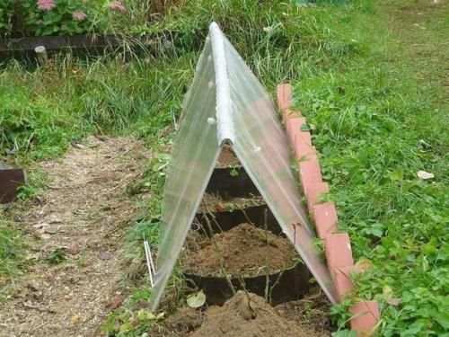 Мы укрываем розы на зиму правильно. 03 Мы укрываем розы на зиму правильно. 03