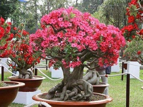 Адениум или чарующая пустынная роза. 04 Адениум или чарующая пустынная роза. 04