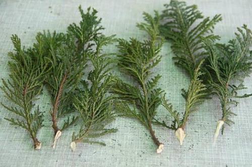 Размножение зелеными черенками. 02