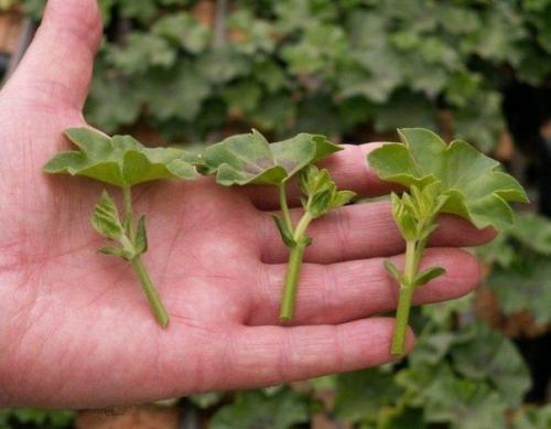 Размножение зелеными черенками. 01